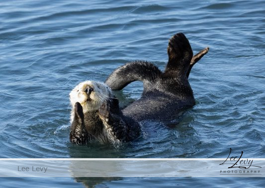 Sea Otter dying for attention