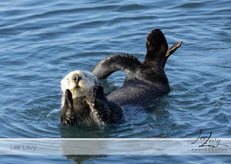 Sea Otter dying for attention
