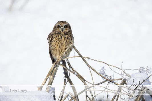 1k3a7202 short eared owl on branch in snow