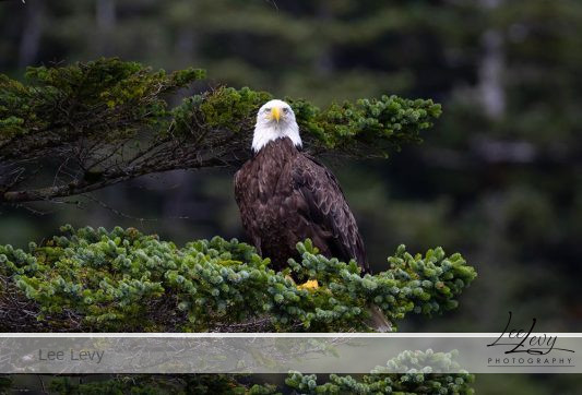 1k3a9015 beautiful bald eagle in a spruce tree looking forward