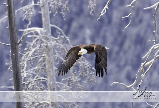 1k3a9665 eagle soaring through snow filled trees