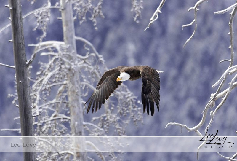 1k3a9665 eagle soaring through snow filled trees