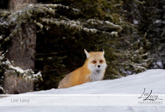 1k3a9736 elusive red fox peeking over the snow