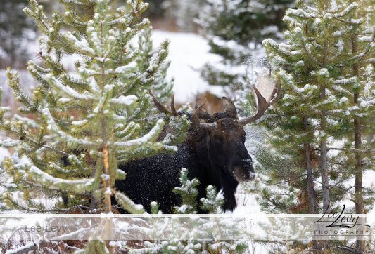 1k3a9744 moose playing peek a boo