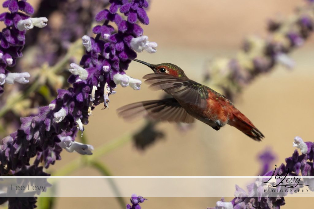 Slider4 hummingbird