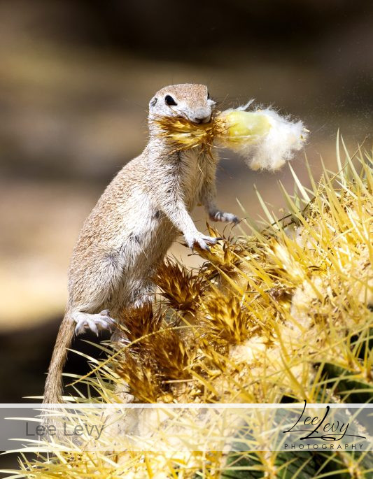 Round Tailed Ground Squirrel Eating Cactus Fruit