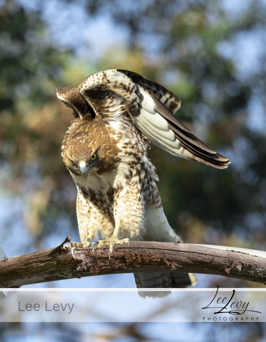 Red Tailed Hawk On A Tree Branch