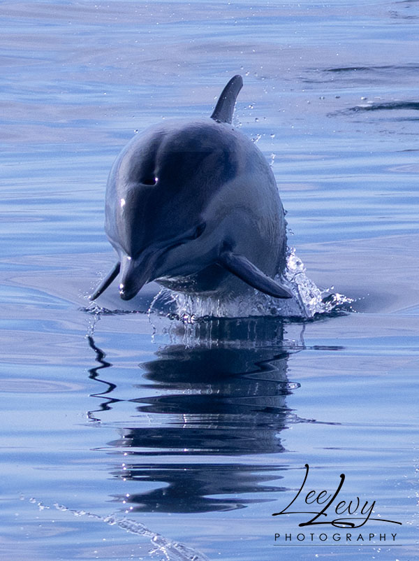 Dolphin Jump