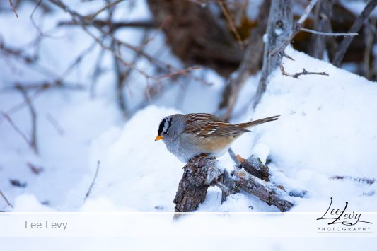 White crowned sparrow
