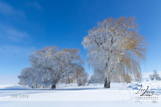 Weeping WIllow Winter melting into spring