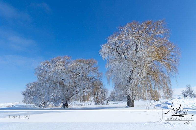 Weeping WIllow Winter melting into spring