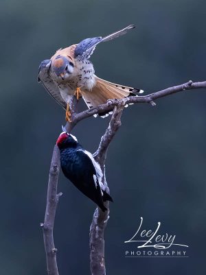 Acorn woodpecker taking on an american kestral