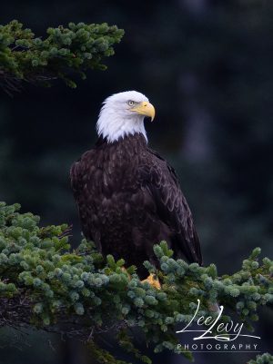 Bald eagle in a tree
