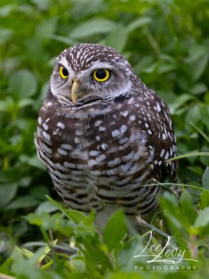 Burrowing owl 1