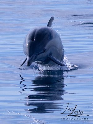 Dolphin Jump