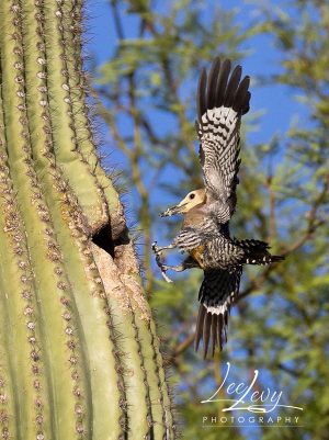 Gila woodpecker coming in for landing on saguaro