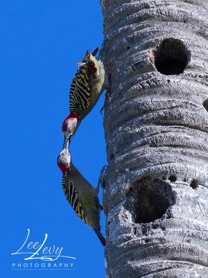 Hispaniolan woodpecker feeding