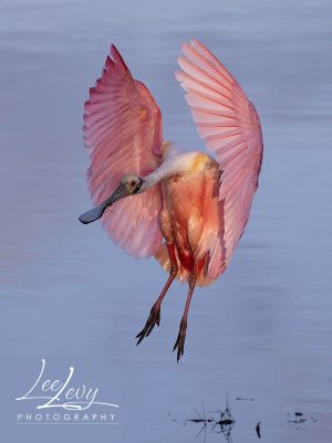I1A7556 Spoonbill landing