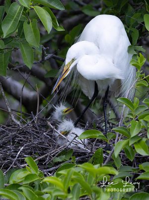 I1A9765 Snowy Egret Babies