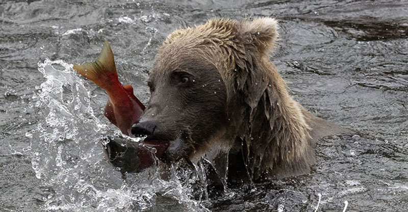 Story1 bears