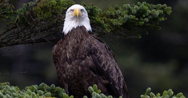 Story2 eagles
